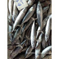 New stock frozen bonito tuna dry fish whole round 200-300g